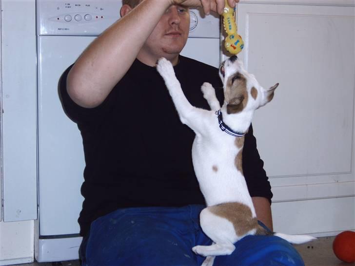 Jack russell terrier Mikki - Mikki som hvalp billede 7