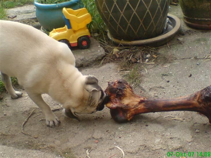 Mops Elmo billede 19