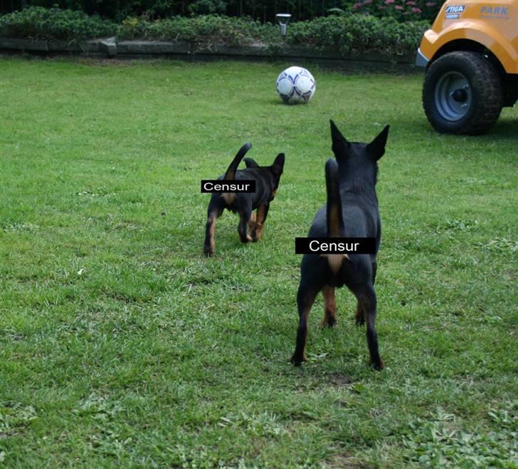 Dvaergpinscher Maxi billede 17