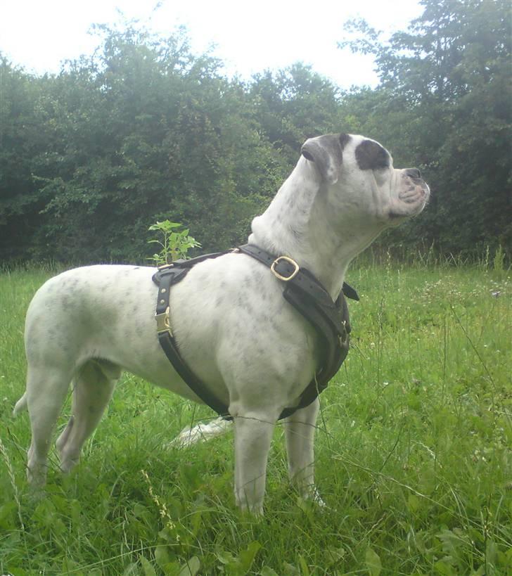 Blanding af racer Homie - 19-07-2009 billede 6