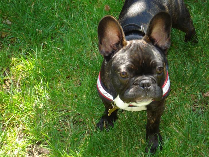 Fransk bulldog tyson billede 6