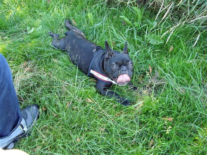 Fransk bulldog tyson billede 7