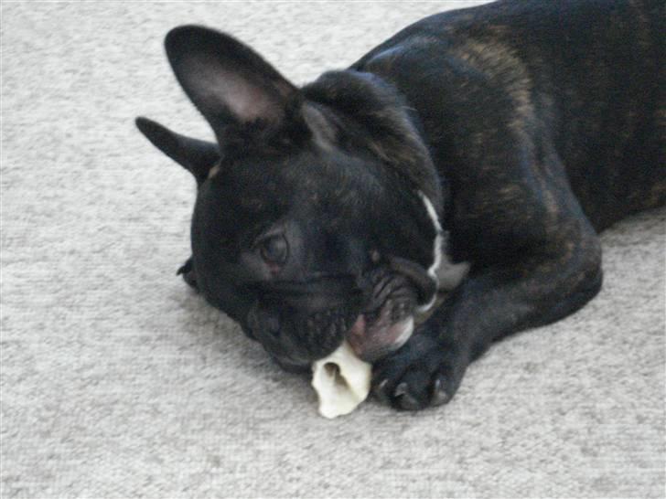 Fransk bulldog tyson billede 8