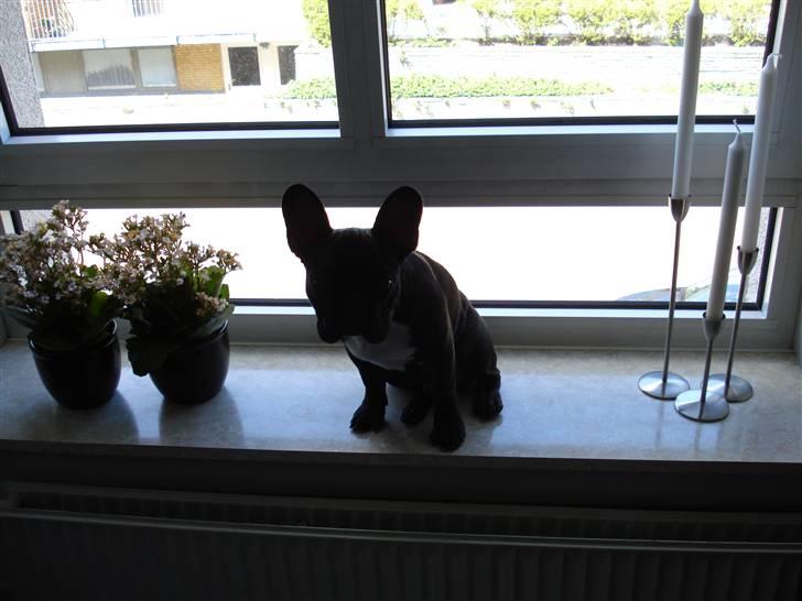 Fransk bulldog tyson billede 9