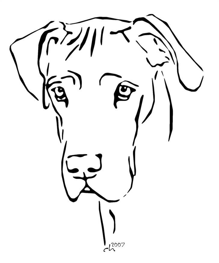 Grand danois Guffi billede 19