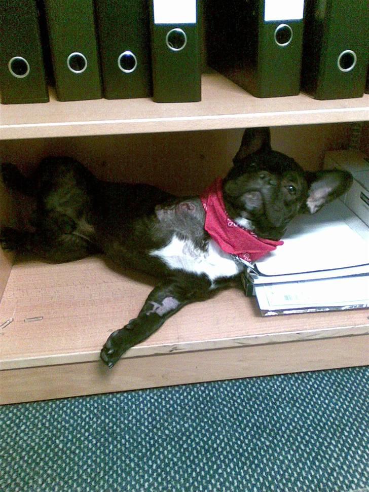 Fransk bulldog Toby 3-benet R.I.P billede 8