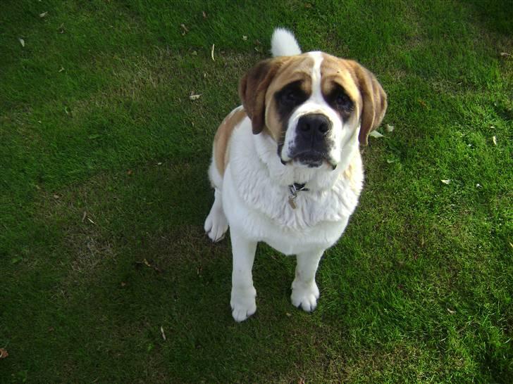 Sankt bernhardshund Thorsen (bie`s zaco) billede 17