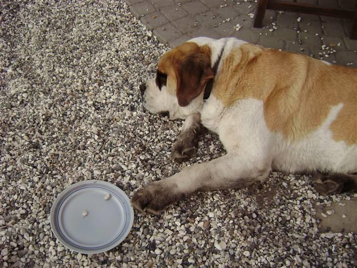 Sankt bernhardshund Thorsen (bie`s zaco) - jaa jeg ved godt at jeg er en gris. jeg har været ude i dammen. og jeg har lige spist så nu er jeg træt billede 18