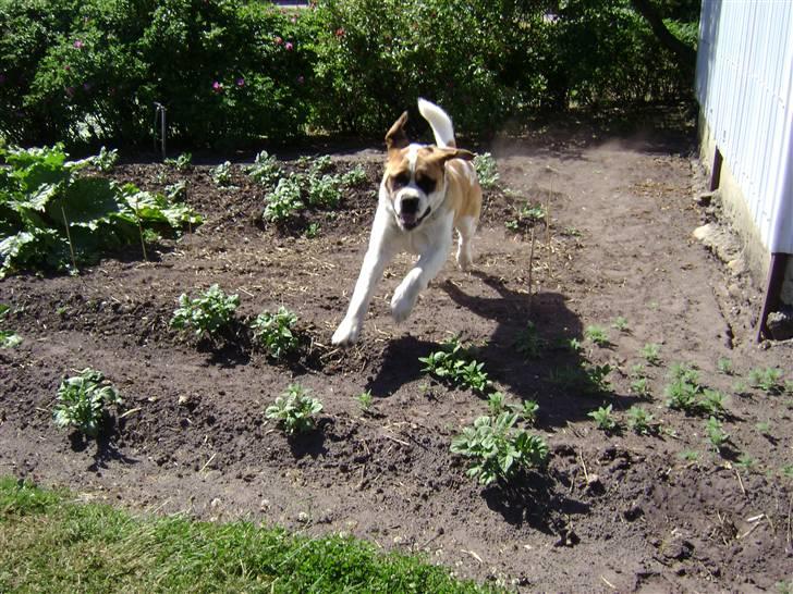 Sankt bernhardshund Thorsen (bie`s zaco) - i badutspring over kartoffelrækkerne billede 19