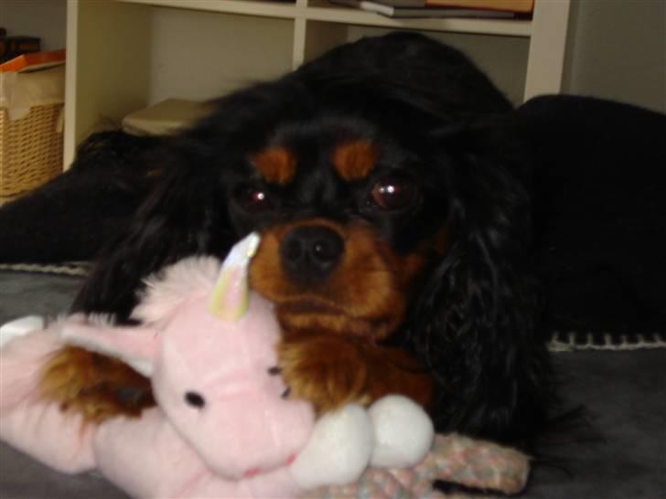 Cavalier king charles spaniel Vega billede 18