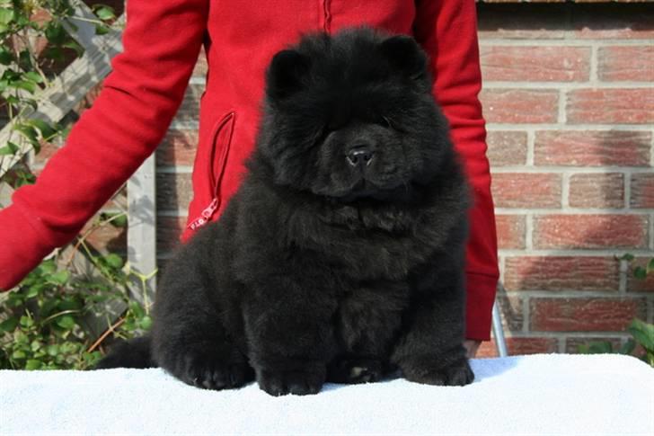Chow chow Dai Lan Zung Tzung Le - Her er jeg - Diva 9 uger gammel. billede 1