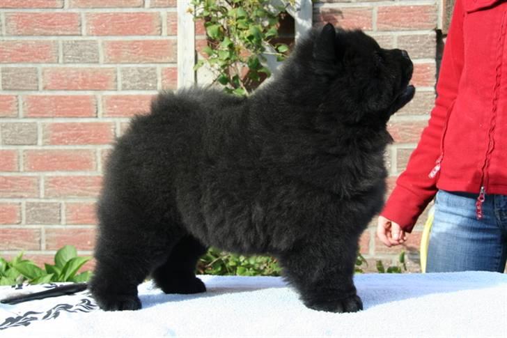 Chow chow Dai Lan Zung Tzung Le - Jeg har allerede lært at stå pænt! billede 2