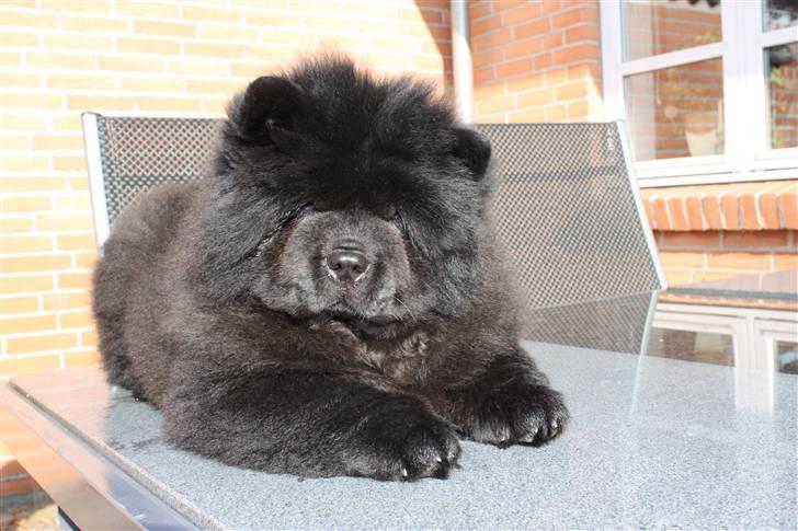 Chow chow Dai Lan Zung Tzung Le - Min første dag i Danmark billede 3