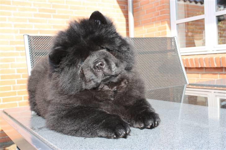 Chow chow Dai Lan Zung Tzung Le - Dansk kan være svært at forstå - så man må hellere lytte godt efter! billede 4