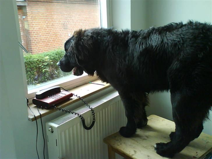 Newfoundlænder buster - "kom nu en eller anden og ta den telefon før jeg gør det" billede 11