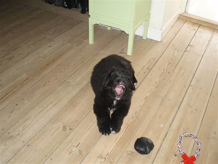 Newfoundlænder buster - "jaa mit første bjæf" billede 12