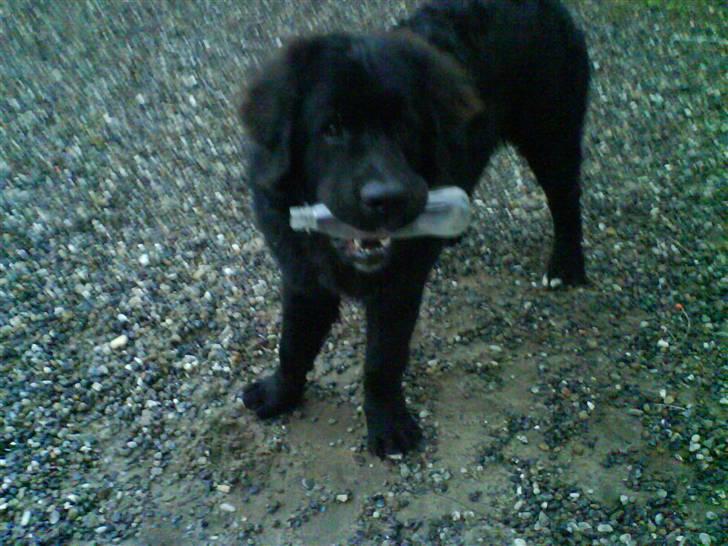 Newfoundlænder buster - "øv der var ikke noget i heeh!!!" billede 13