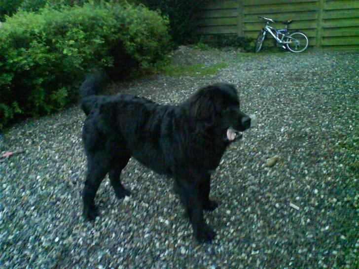 Newfoundlænder buster - hvad var det billede 14