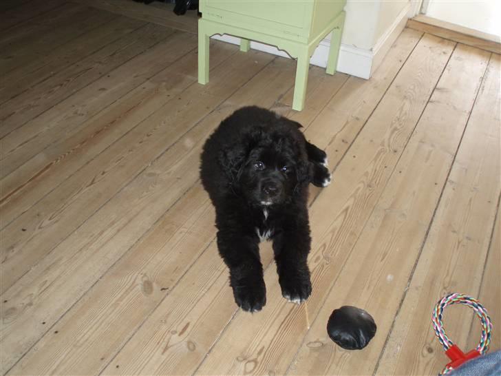 Newfoundlænder buster - "ser jeg ikke uskyldig ud???" billede 15