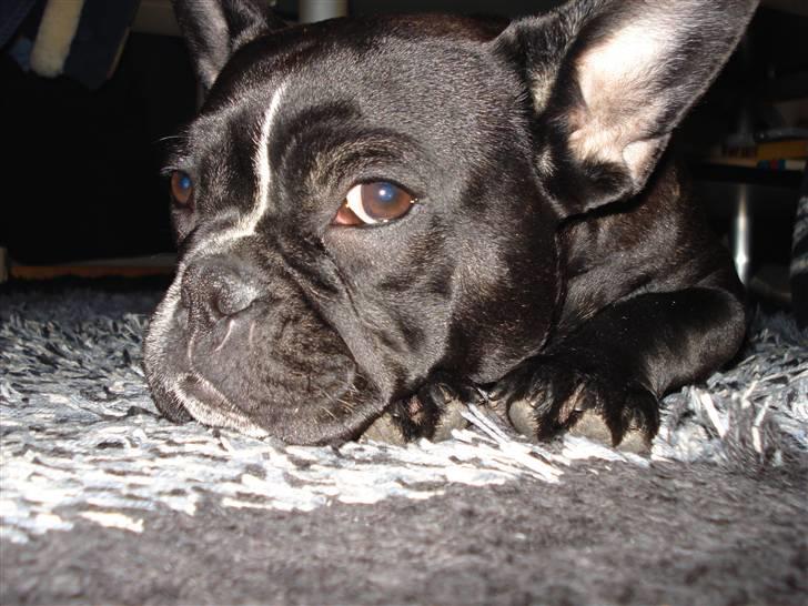 Fransk bulldog Freja billede 10
