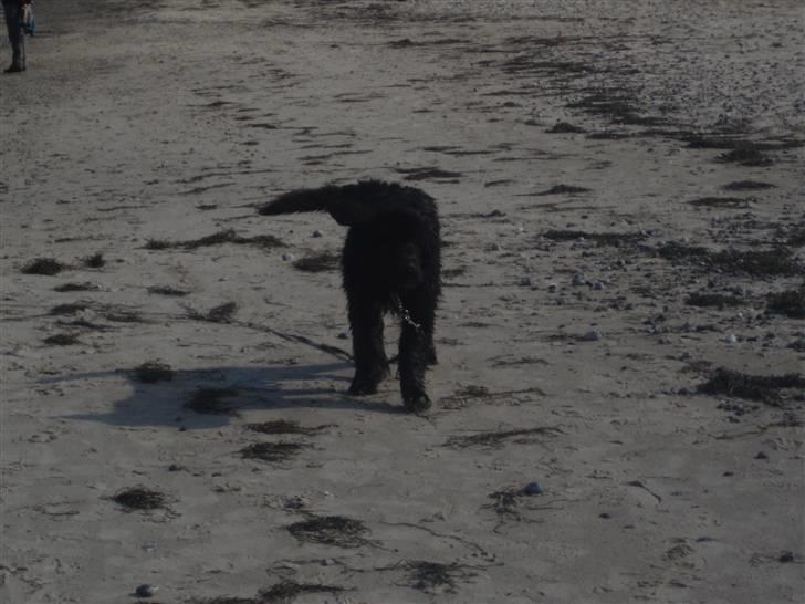 Newfoundlænder buster - "arrg det var virkelig dejligt med en dukkert" billede 16