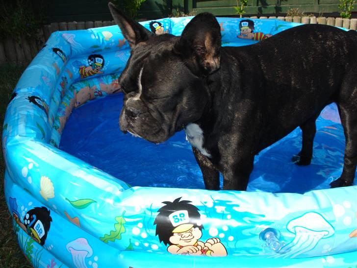 Fransk bulldog Freja billede 11