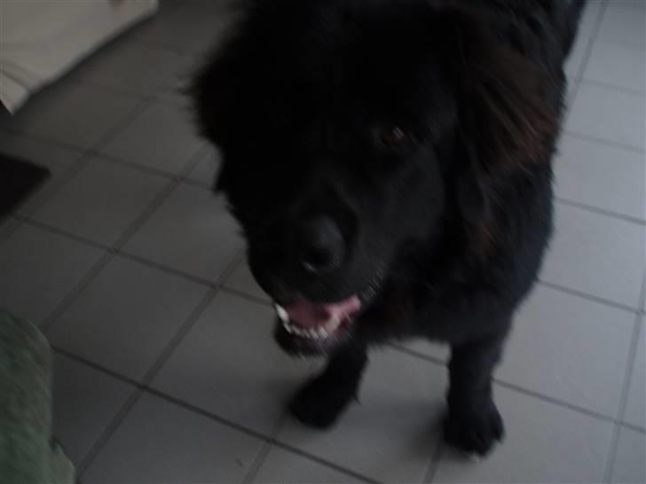 Newfoundlænder buster - hej med dig billede 17