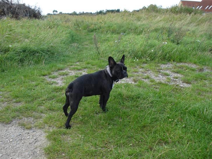 Fransk bulldog Freja billede 12