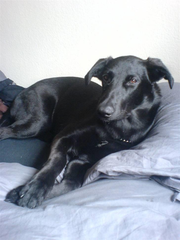 Blanding af racer Trunte<3 - Solgt. billede 15