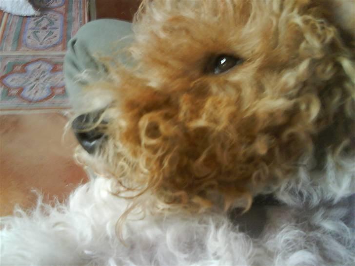 Ruhåret foxterrier vaks - nej hvor er det et dejligt liv!!! billede 13