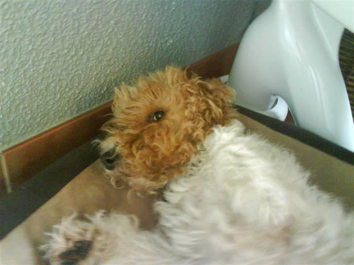 Ruhåret foxterrier vaks - klø klø klø!! billede 14