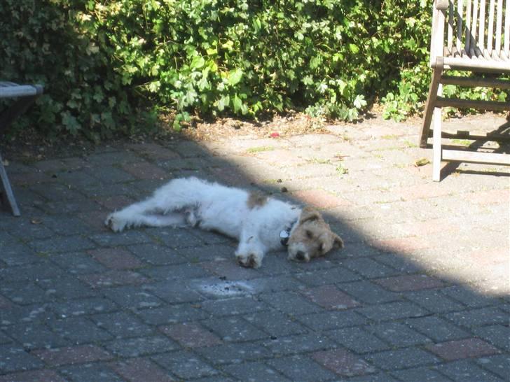 Ruhåret foxterrier vaks - jorden er dajlig kølig!! (I LOVE YOU VAKS!!) billede 15