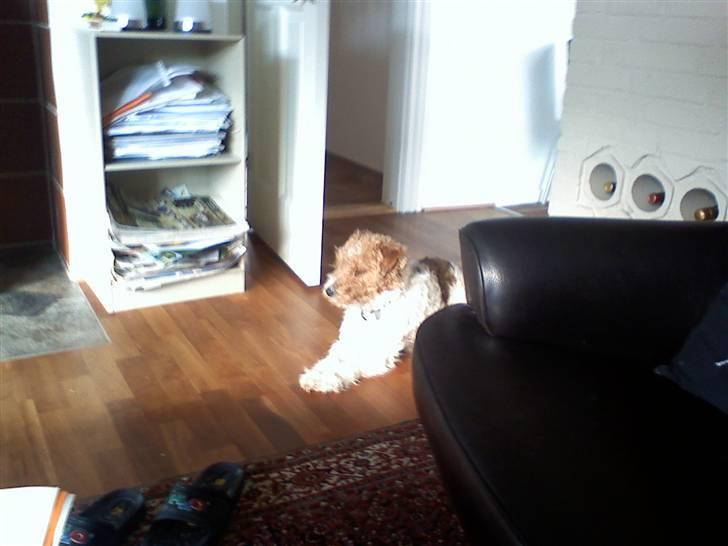 Ruhåret foxterrier vaks - Daglig DaGlIg SoL!!!! billede 16