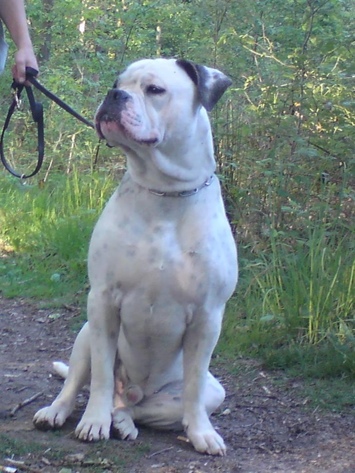 Blanding af racer Homie - 1 år  ;-) billede 7