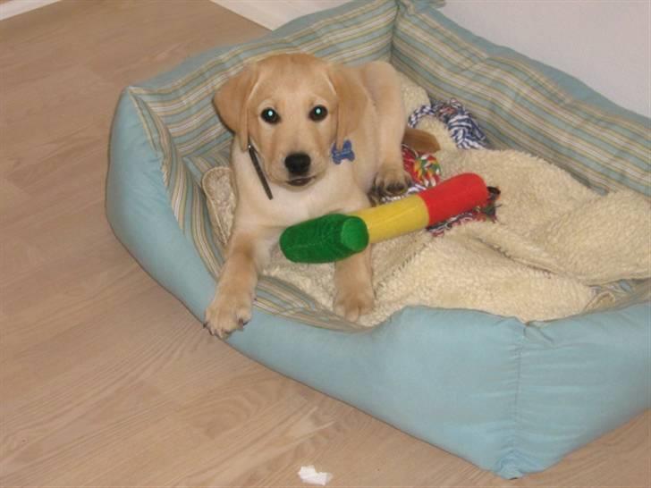 Labrador retriever Sako billede 1