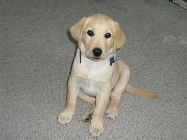 Labrador retriever Sako billede 4