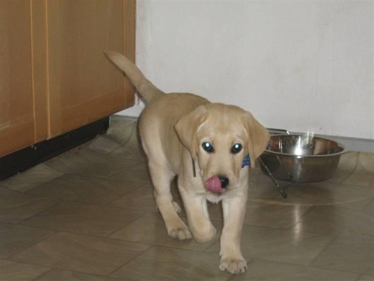 Labrador retriever Sako billede 6