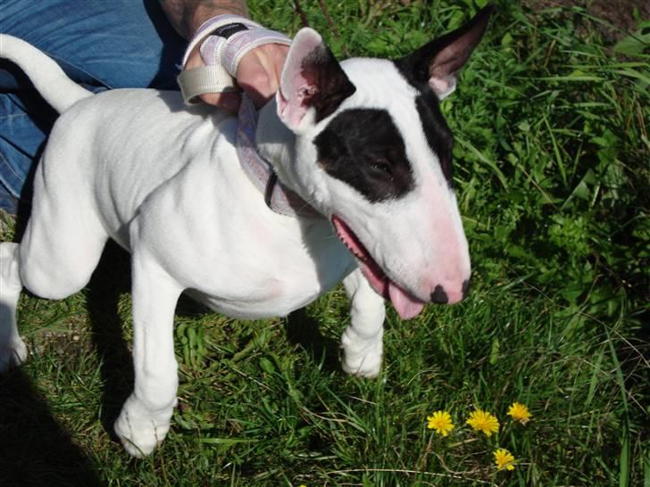 Bullterrier diva (grise pigen) - slip mig nu...! billede 9