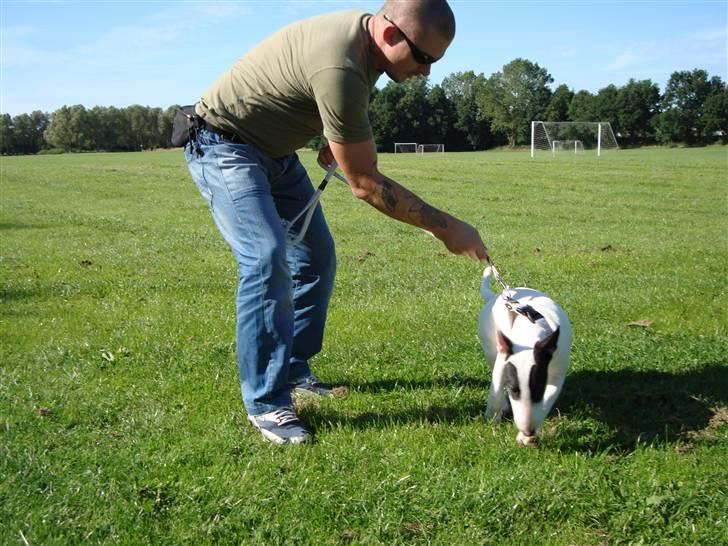 Bullterrier diva (grise pigen) - sit....! billede 10