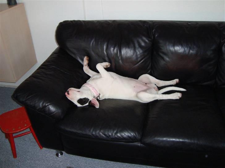 Bullterrier diva (grise pigen) - hvor er det bare dejligt at være en buller pige   billede 11