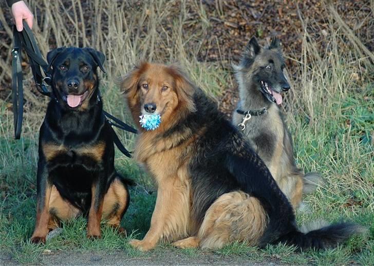 Blanding af racer Kenzo billede 2