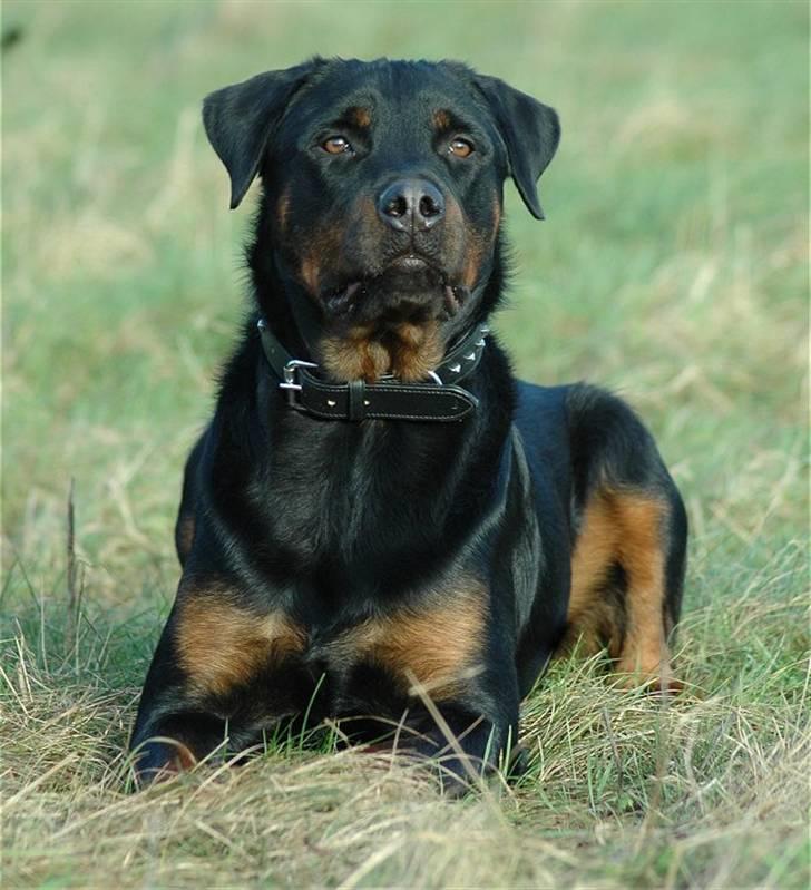 Blanding af racer Kenzo billede 3