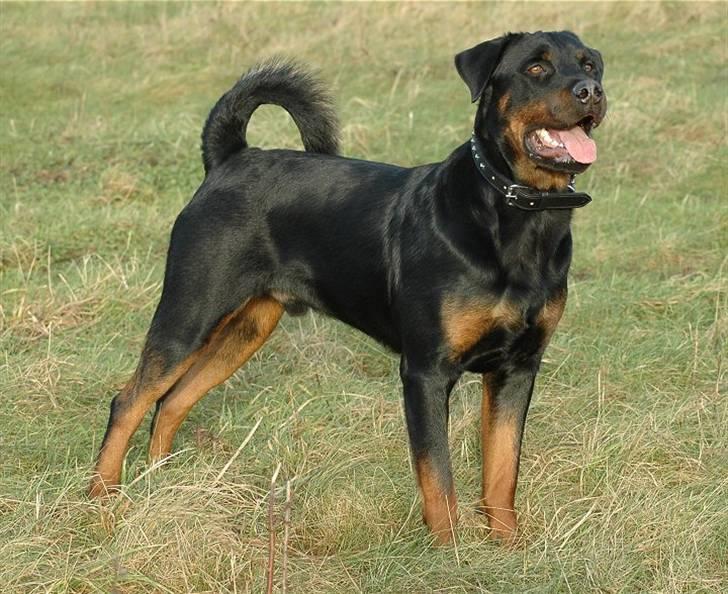 Blanding af racer Kenzo billede 4