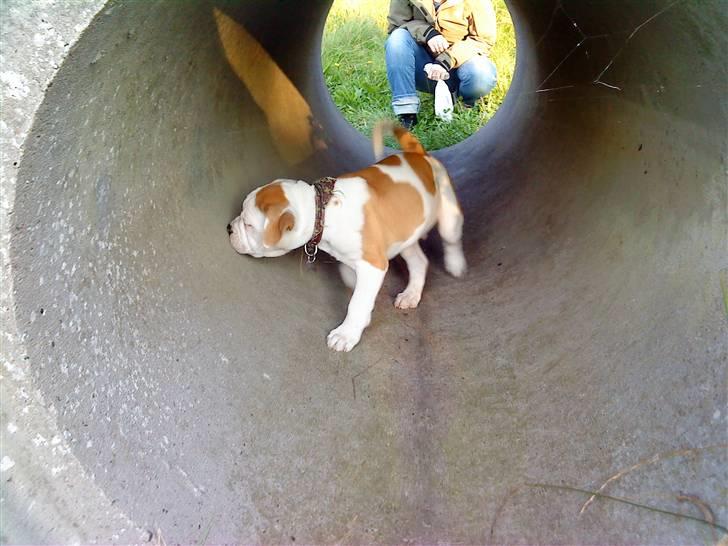 Olde english bulldogge Dexter - R.I.P - kuk kuk...  billede 7