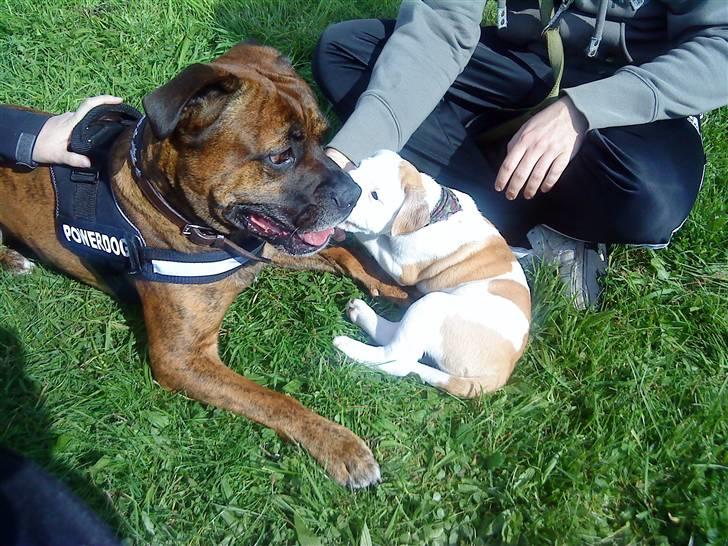 Olde english bulldogge Dexter - R.I.P - mig og min bedste ven Victor billede 8