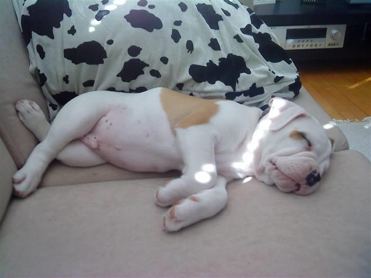 Olde english bulldogge Dexter - R.I.P - tager lige en lur......Zzzzzz billede 9