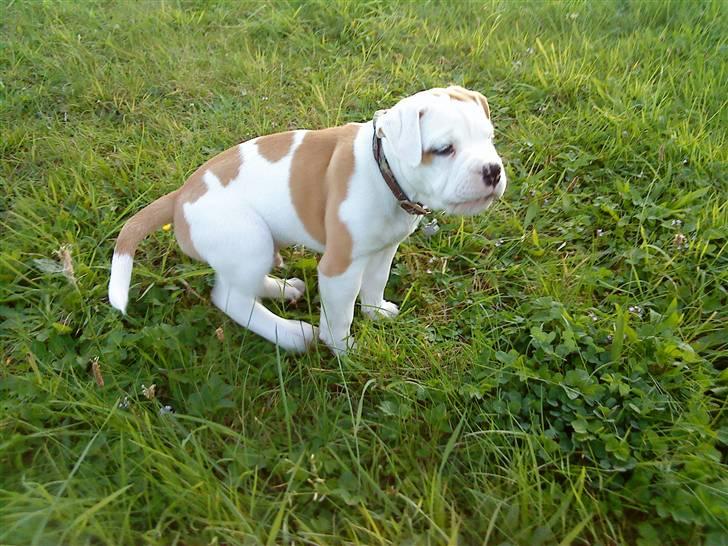 Olde english bulldogge Dexter - R.I.P - vuf og nej jeg er ikke ved at skde... hæhæ billede 10
