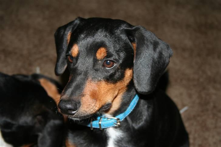 Blanding af racer Cult *SOLGT* - velkommen til cult´s profil billede 1