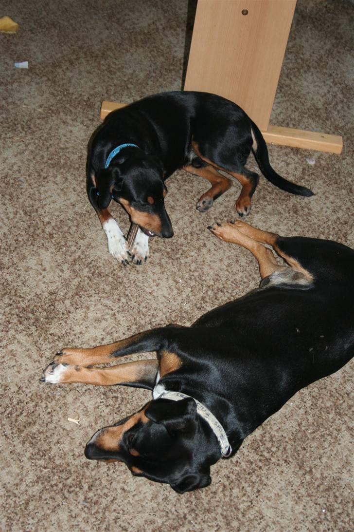 Blanding af racer Cult *SOLGT* - får lige en guf pind ved siden af min far billede 2