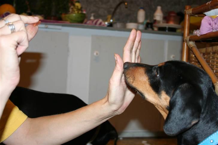 Blanding af racer Cult *SOLGT* - et af mine endnu få trik jeg kan er og finde tommelfingern billede 3